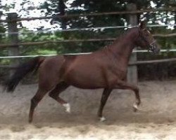 broodmare Stella (Hanoverian, 2003, from Stakkato)