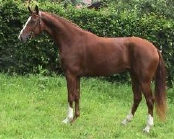 broodmare Weltklasse (Hanoverian, 2002, from Weltmeyer)