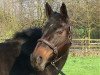horse Boleisa (Hanoverian, 1992, from Brentano II)