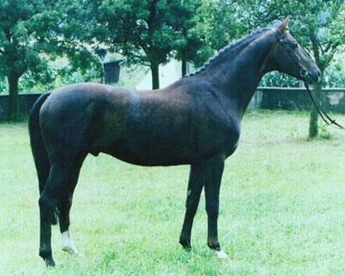 Deckhengst Germanicus Rex (Trakehner, 1984, von Habicht)