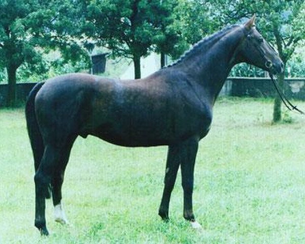 stallion Germanicus Rex (Trakehner, 1984, from Habicht)