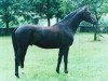 stallion Germanicus Rex (Trakehner, 1984, from Habicht)
