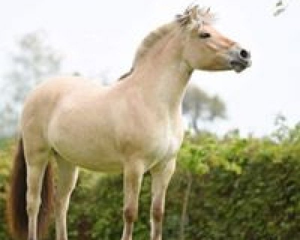 broodmare Minea (Fjord Horse, 2012, from Malte)