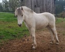 broodmare Cara (Fjord Horse, 2016, from Østerskov's Gulliver)