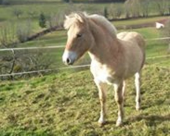 broodmare Missi von der Bergesruh (Fjord Horse, 2016, from Honning)