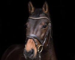 broodmare Quick Cat 2 (Holsteiner, 2011, from Quick Fire)