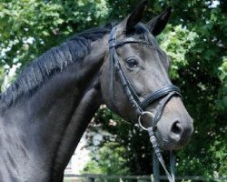 broodmare Only Time (Trakehner, 2003, from Hofrat)