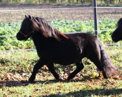 Zuchtstute Zwarte Beauty v. Stal het Noordereind (Shetland Pony, 2006, von Gerben v.d. Kleine Nes)