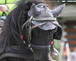 Deckhengst Lector van Veldzicht (Shetland Pony, 1996, von D-Wendor van de Vuurbaak)