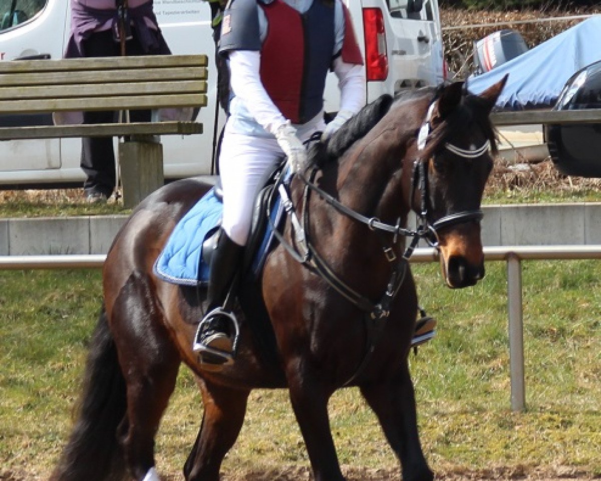 broodmare Wilde Hilde (Trakehner, 2007, from Checkpoint)