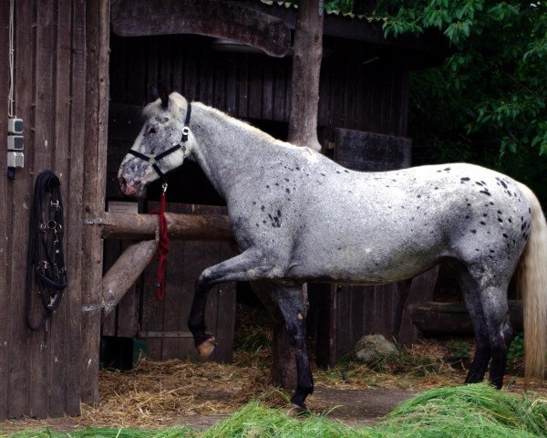 broodmare Rustler's Black Molly (Appaloosa, 1991, from Rustler's Gold)