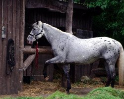 Zuchtstute Rustler's Black Molly (Appaloosa, 1991, von Rustler's Gold)