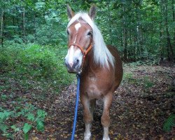 broodmare Jette Maya (Rhenish-German Cold-Blood, 2010, from Emsländer)