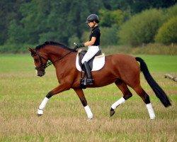 broodmare Schwalbenpoesie (Trakehner, 2011, from Exclusiv)