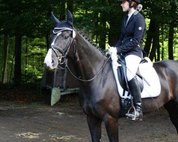 dressage horse Scarlett (Oldenburg, 2007, from Sir Donnerhall I)