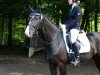 dressage horse Scarlett (Oldenburg, 2007, from Sir Donnerhall I)