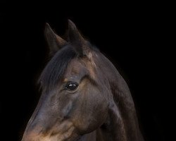 Pferd Rivalin (Hessisches Warmblut, 1999, von Rubin Star N)