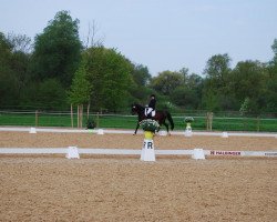 dressage horse Sunny Sandro (Württemberger, 2003, from Sunny-Boy)