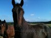 Springpferd Tiger (Luxemburgisches Reitpferd, 2007, von Tauber van het Kapelhof)