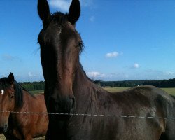 jumper Tiger (Luxembourg horse, 2007, from Tauber van het Kapelhof)