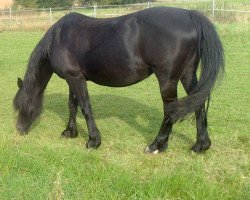 Pferd Gwenllan Carys (Welsh-Cob (Sek. D), 1991, von Geler Sambo)