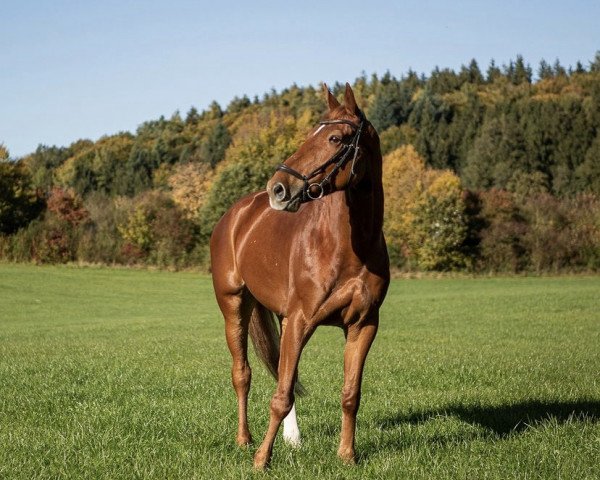 Springpferd Carringio Z (Zangersheide Reitpferd, 2012, von Cavaggio)
