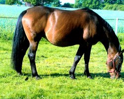 broodmare Gina (Hanoverian, 1990, from Gloster)