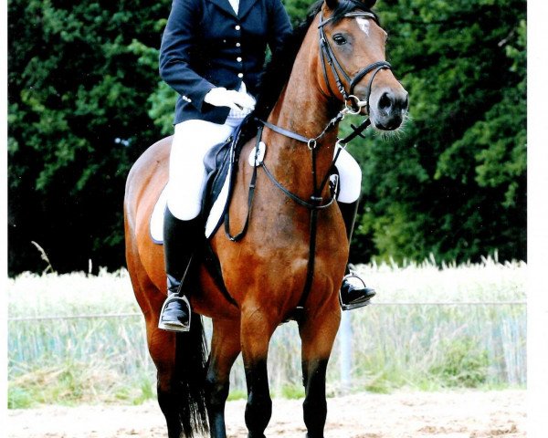 broodmare Ginara 9 (Hanoverian, 2001, from Ginsberg)