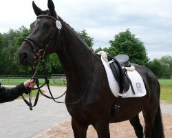 broodmare Fiby Classic (Westphalian, 2010, from Flanagan)