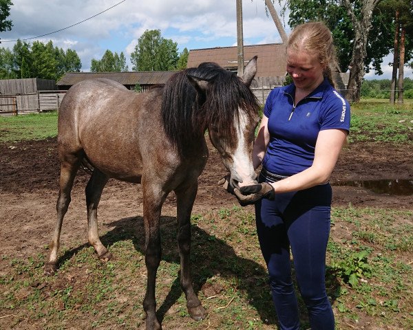 horse Belissima (Estonian Sport, 2020, from Equus Blueberry)