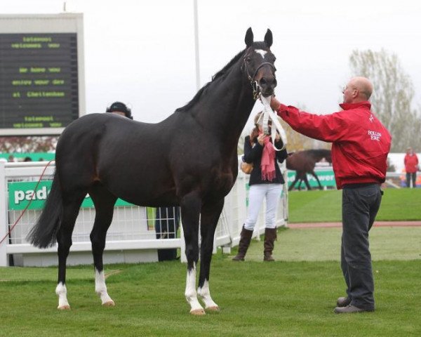 stallion Bollin Eric xx (Thoroughbred, 1999, from Shaamit xx)