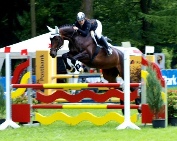 jumper Contura 3 (German Sport Horse, 2007, from Chello II)