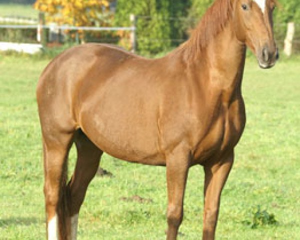 broodmare Donna (Westphalian, 1996, from Donnerhall)