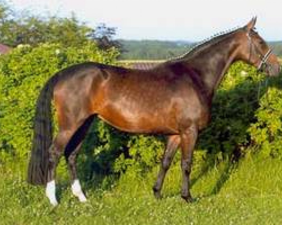 broodmare Pricera (Westphalian, 2001, from Pacco II)