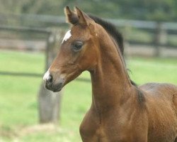 dressage horse Sandero (Westphalian, 2009, from Sandro Bedo)