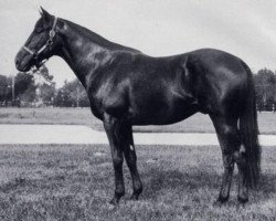 horse Noble Table xx (Thoroughbred, 1970, from Vaguely Noble xx)