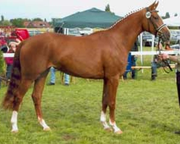 broodmare Grandera (Westphalian, 2002, from Goethe)