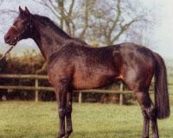 stallion Wace xx (Thoroughbred, 1987, from Nijinsky xx)