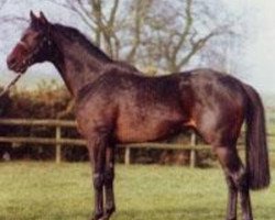 stallion Wace xx (Thoroughbred, 1987, from Nijinsky xx)