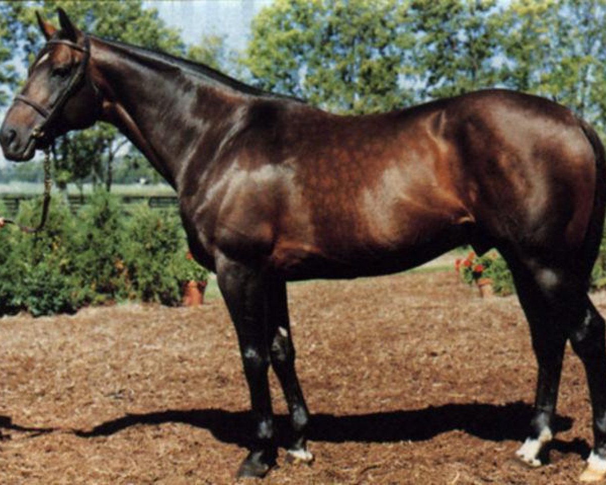 stallion Sportin' Life xx (Thoroughbred, 1978, from Nijinsky xx)