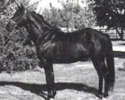 horse Golden Reserve xx (Thoroughbred, 1974, from Sir Ivor xx)