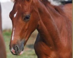 dressage horse Don Ferro (Westphalian, 2001, from Donnerruf)