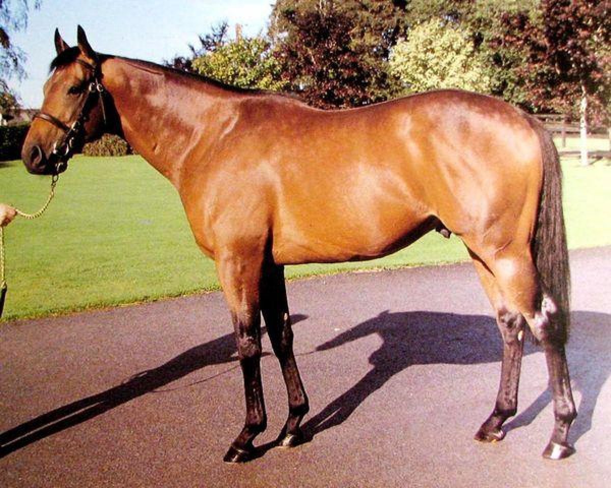 Deckhengst Caerleon xx (Englisches Vollblut, 1980, von Nijinsky xx)
