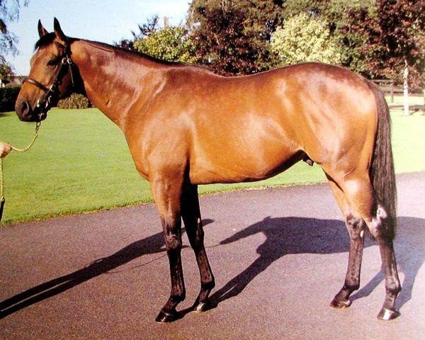 stallion Caerleon xx (Thoroughbred, 1980, from Nijinsky xx)