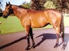 stallion Caerleon xx (Thoroughbred, 1980, from Nijinsky xx)