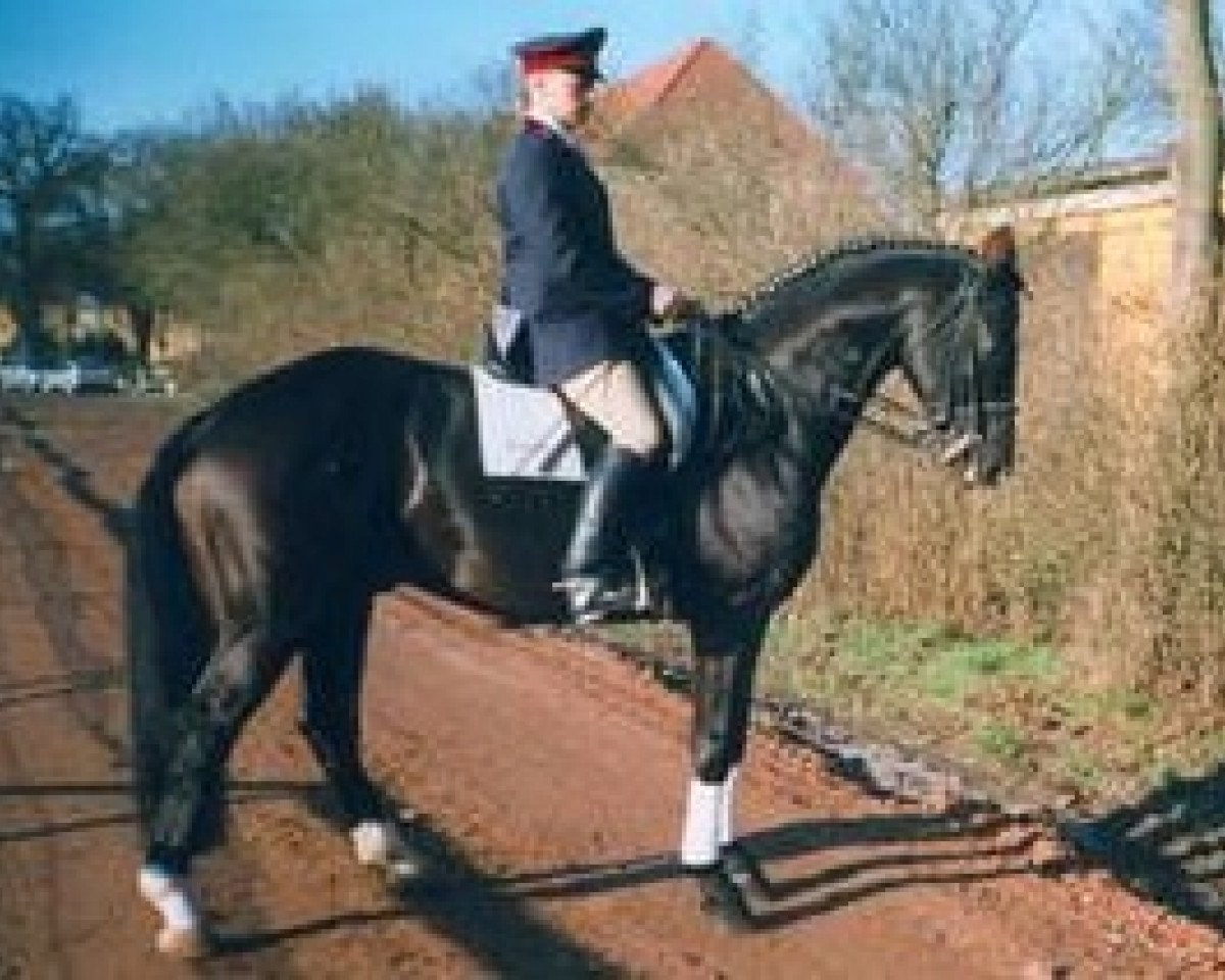 Deckhengst Pacco III (Westfale, 1993, von Paradox I 1697)
