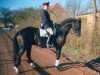 stallion Pacco III (Westphalian, 1993, from Paradox I 1697)