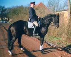 stallion Pacco III (Westphalian, 1993, from Paradox I 1697)