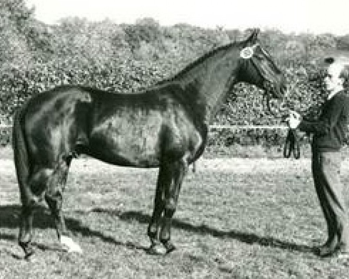 stallion Pacco I (Westphalian, 1987, from Paradox I 1697)
