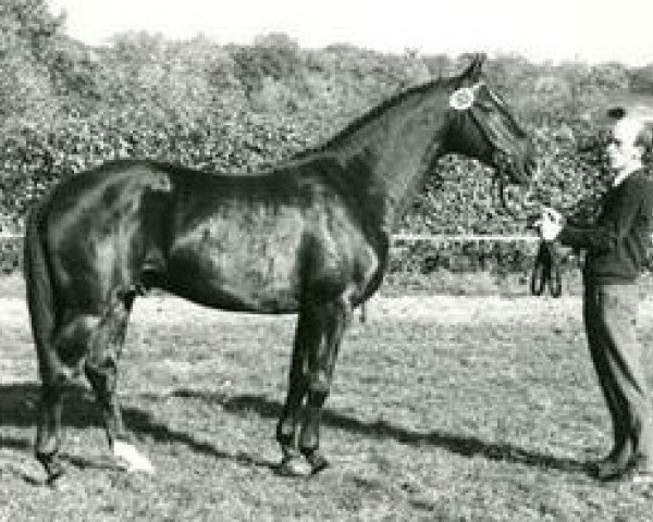 stallion Pacco I (Westphalian, 1987, from Paradox I)